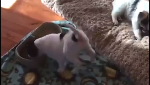 Mâncarea mă face să mă simt mai bine